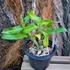 Kép 3/3 - Dendrobium Frosty Maree x formosum Orange