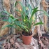 Kép 2/3 - Maxillaria variabilis