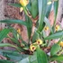 Kép 1/3 - Maxillaria variabilis
