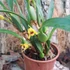 Kép 3/3 - Maxillaria variabilis
