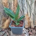Kép 2/4 - Psychopsis Mariposa Three Lip