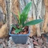 Kép 4/4 - Psychopsis Mariposa Three Lip
