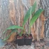 Kép 3/3 - Coelogyne Lyme Bay