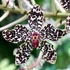Kép 2/4 - Grammatophyllum wallisii 