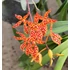 Kép 1/2 - Renanthera monachica
