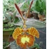 Kép 1/2 - Psychopsis Krameriana x sib