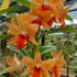 Kép 1/3 - Dendrobium Frosty Maree x formosum Orange 