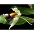 Kép 1/3 - Coelogyne Lyme Bay