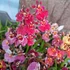 Kép 6/10 - Tolumnia Jairak Rainbow Hybrids 