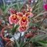 Kép 8/10 - Tolumnia Jairak Rainbow Hybrids 