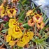 Kép 3/10 - Tolumnia Jairak Rainbow Hybrids 