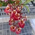 Kép 7/10 - Tolumnia Jairak Rainbow Hybrids 
