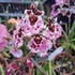 Kép 2/10 - Tolumnia Jairak Rainbow Hybrids 