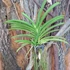 Kép 2/2 - Aerides rosea x multiflora