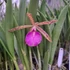 Kép 1/2 - Brassocattleya Jairak Little Star