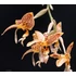 Kép 1/2 - Stanhopea oculata Red x select