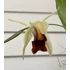 Kép 2/3 - Coelogyne Lyme Bay