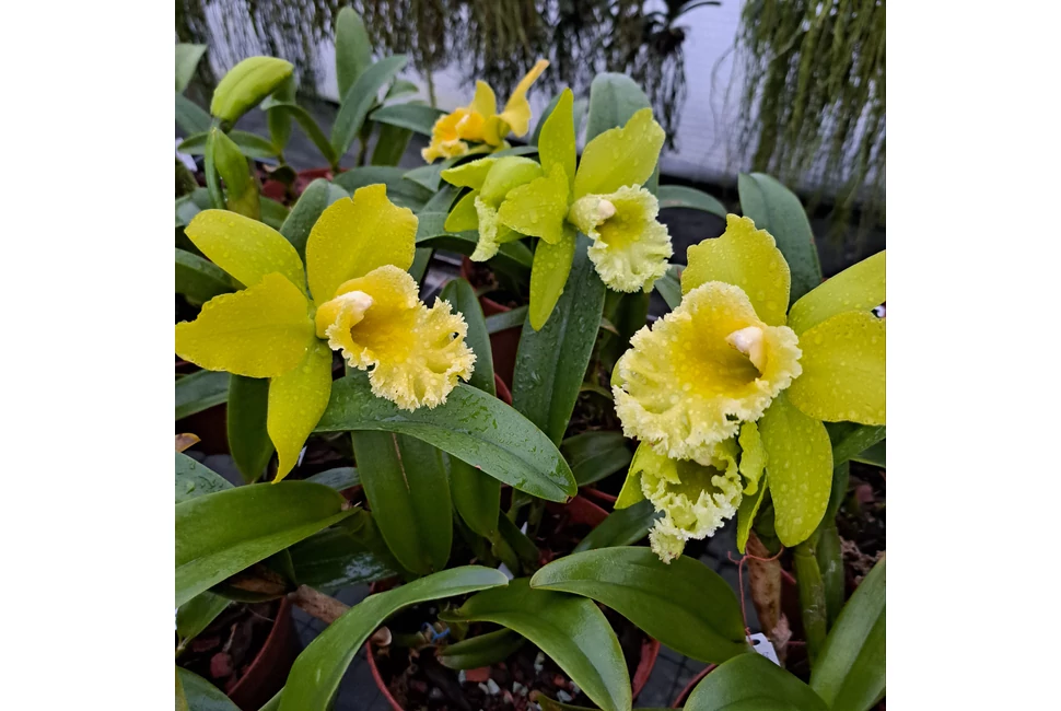 Nagyvirágú Cattleyák!