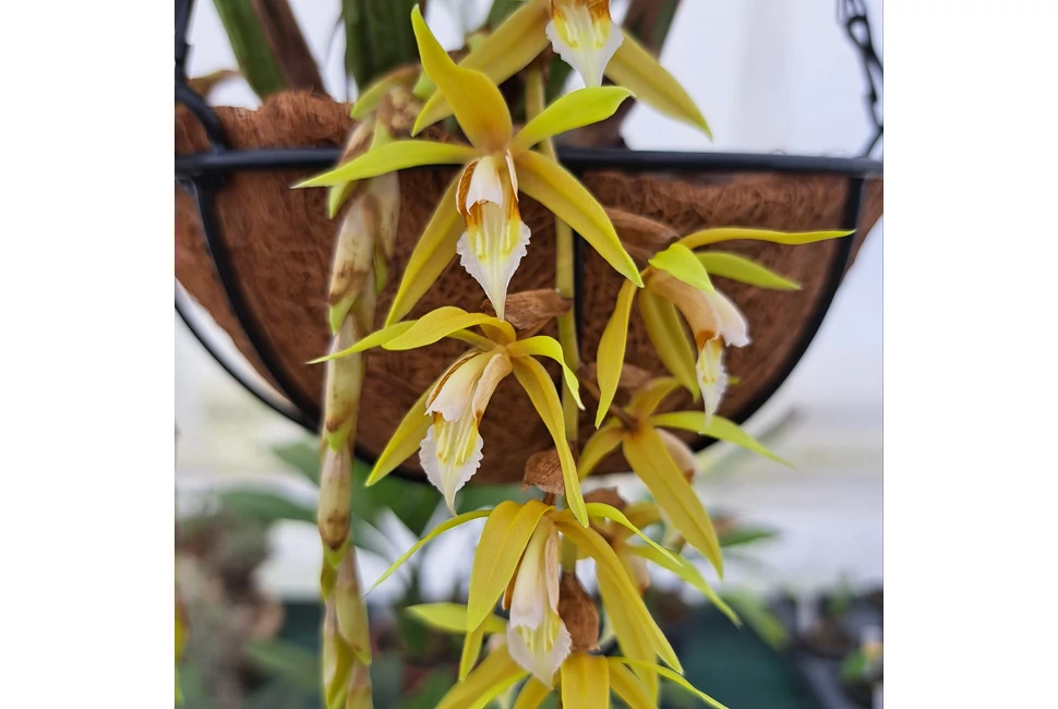 A csodás Coelogyne Orchideák!