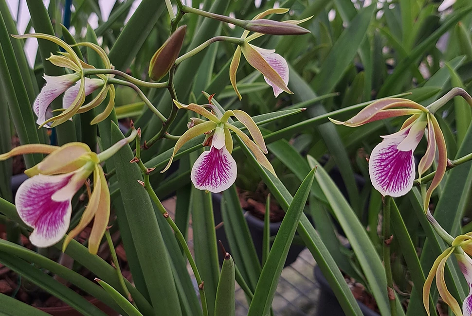 Brassavola Orchideák!