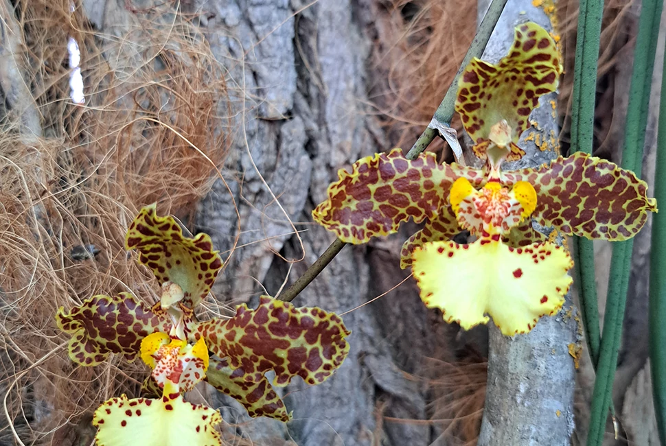 Különleges Orchideák